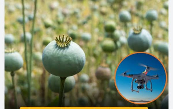 'Surgical Strike' via Drones: Administration Takes Major Action Against Opium Cultivation in Raigarh; Multiple Sites Destroyed Within 72 Hours. The 'Illicit Trade' of Opium Under the Guise of Vegetable Farming: Following Durg, Balrampur, and Tamnar, Opium Cultivation Racket Busted in Navin Ghatgaon and Mudagaon Lailunga, Chhattisgarh, Khabargali.