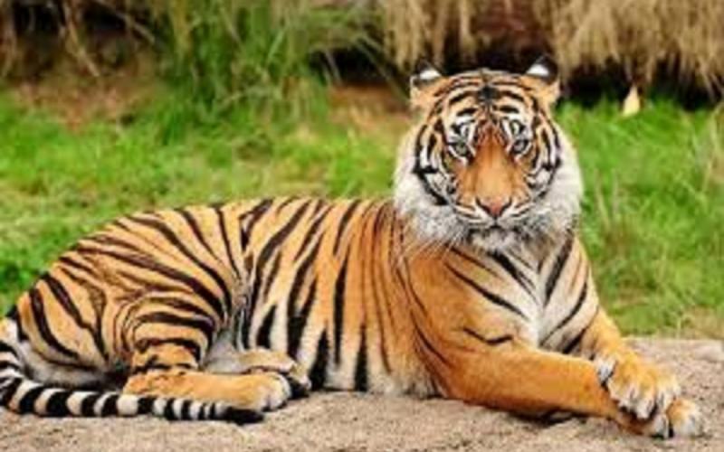 The tiger population will increase in Guru Ghasidas-Udanti Sitanadi, one male and five females will be shifted from Kanha Tiger Reserve
