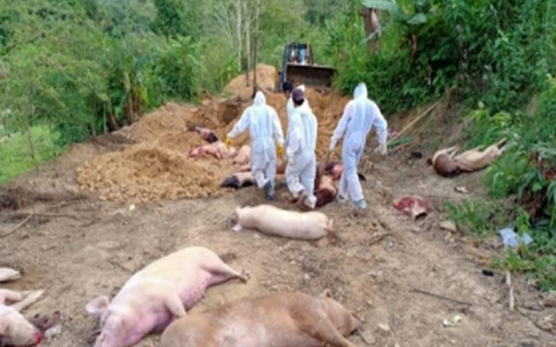  African swine fever confirmed in Chhattisgarh, over 300 pigs dead hindi news latest news khabargali 