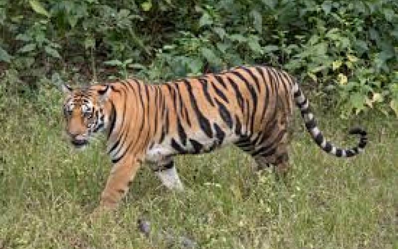  Tiger population set to rise in Achanakmar Tiger Reserve; three tigresses to arrive from Bandhavgarh. raipur hindi news khabargali 