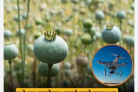 'Surgical Strike' via Drones: Administration Takes Major Action Against Opium Cultivation in Raigarh; Multiple Sites Destroyed Within 72 Hours. The 'Illicit Trade' of Opium Under the Guise of Vegetable Farming: Following Durg, Balrampur, and Tamnar, Opium Cultivation Racket Busted in Navin Ghatgaon and Mudagaon Lailunga, Chhattisgarh, Khabargali.