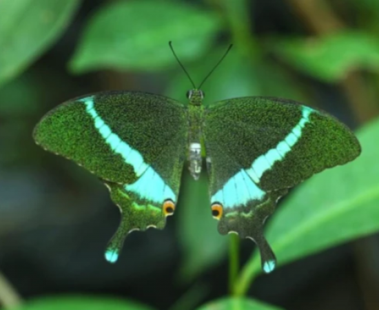 State's 'Orange Oakleaf' to become the official state butterfly; citizens expressed their preference through online voting. Latest news hindi news khabargali 