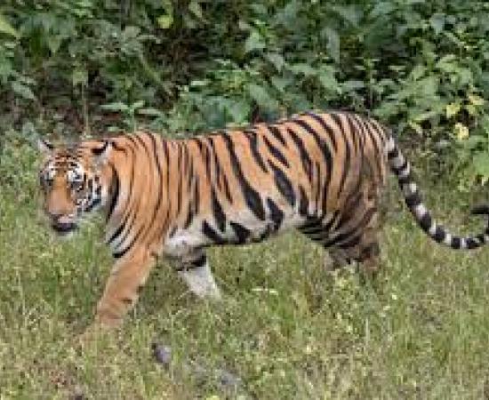  Tiger population set to rise in Achanakmar Tiger Reserve; three tigresses to arrive from Bandhavgarh. raipur hindi news khabargali 