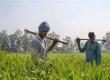 Big change in Pradhan Mantri Kisan Samman Nidhi Yojana, now families registered on the same land in Chhattisgarh will get separate benefits of Rs 6000.cg hindi News latest news khabargali 