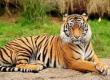 The tiger population will increase in Guru Ghasidas-Udanti Sitanadi, one male and five females will be shifted from Kanha Tiger Reserve