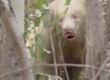 Rare white albino bear spotted in forest, villagers panic hindi NEws chhattisgarh khabargali 