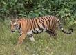  Tiger population set to rise in Achanakmar Tiger Reserve; three tigresses to arrive from Bandhavgarh. raipur hindi news khabargali 