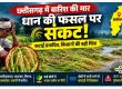Chhattisgarh weather, paddy crop, unseasonal rain, farmer news, paddy harvesting, Balodabazar news, Kharif crop, agricultural news, Khabargali