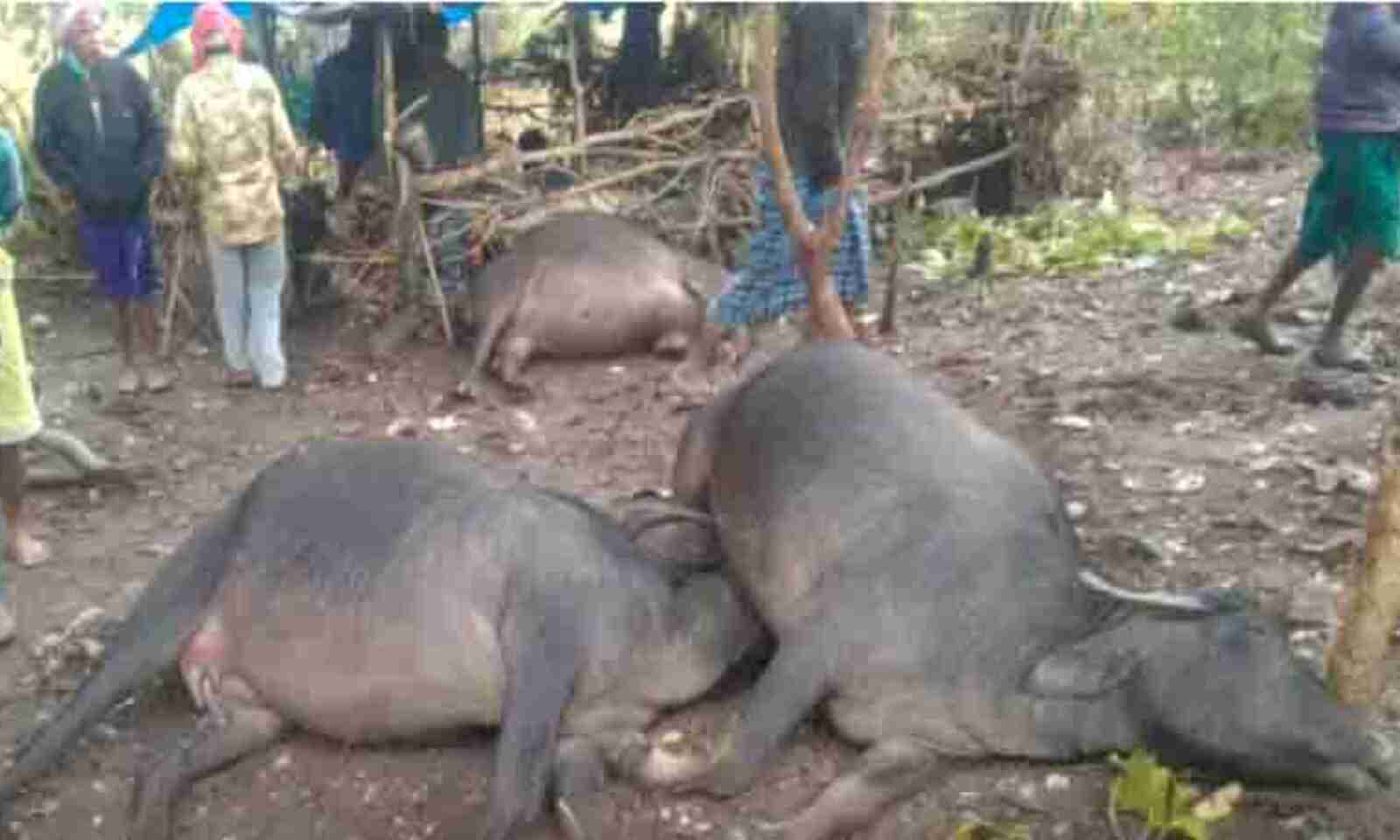 Mahasamund, lightning fell, two innocent children died, heavy rain, a hut built in the premises of the brick kiln was hit by the sky, the death of cattle, Chhattisgarh, Khabargali