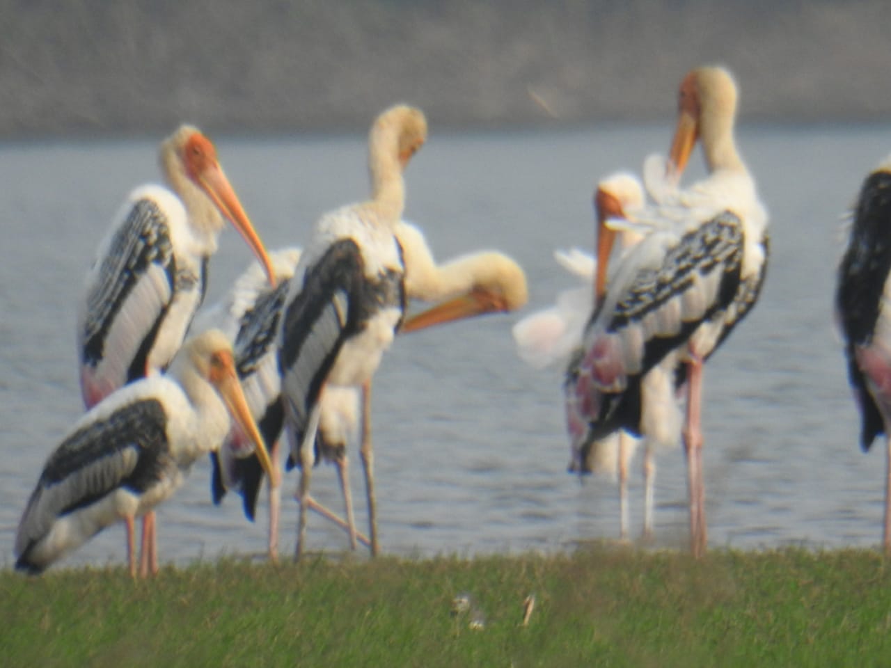 This image has been removed. For security reasons, only images from the local domain are allowed. Image removed.