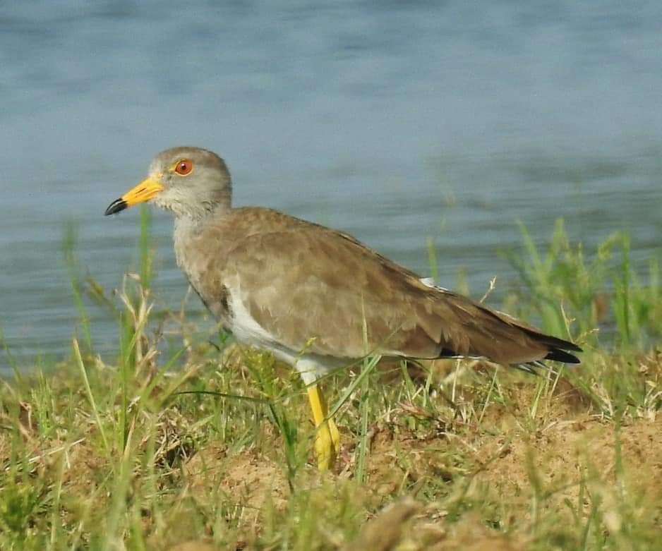 This image has been removed. For security reasons, only images from the local domain are allowed. Image removed.