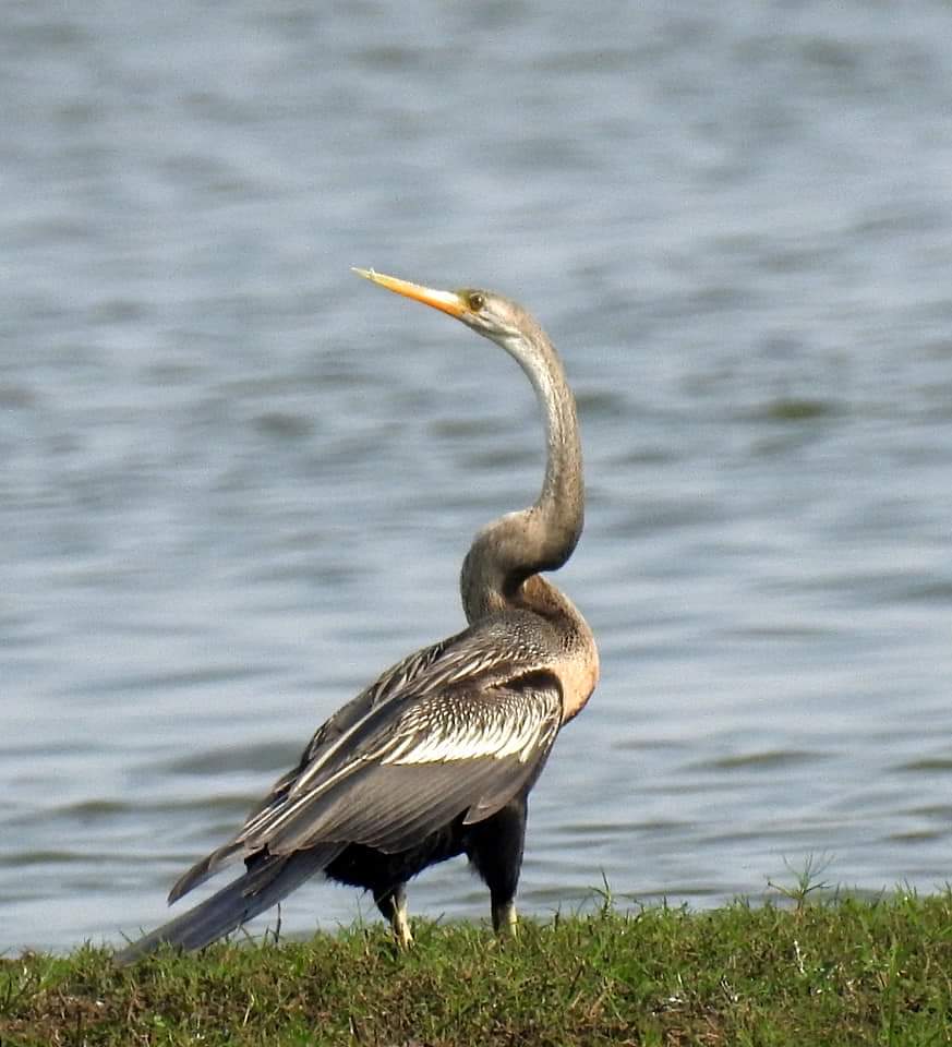 This image has been removed. For security reasons, only images from the local domain are allowed. Image removed.