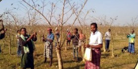 Success story, Kosa deworming, Gate of prosperity, Silk department, Kosa deworming scheme, Raigarh, Barmkela development block, Village Torna, Kosa production self-help group Torna Kosa deworming, Village Industries Minister Guru Rudrakumar, Dr. Rajesh Baghel, Chhattisgarh, Khabargali