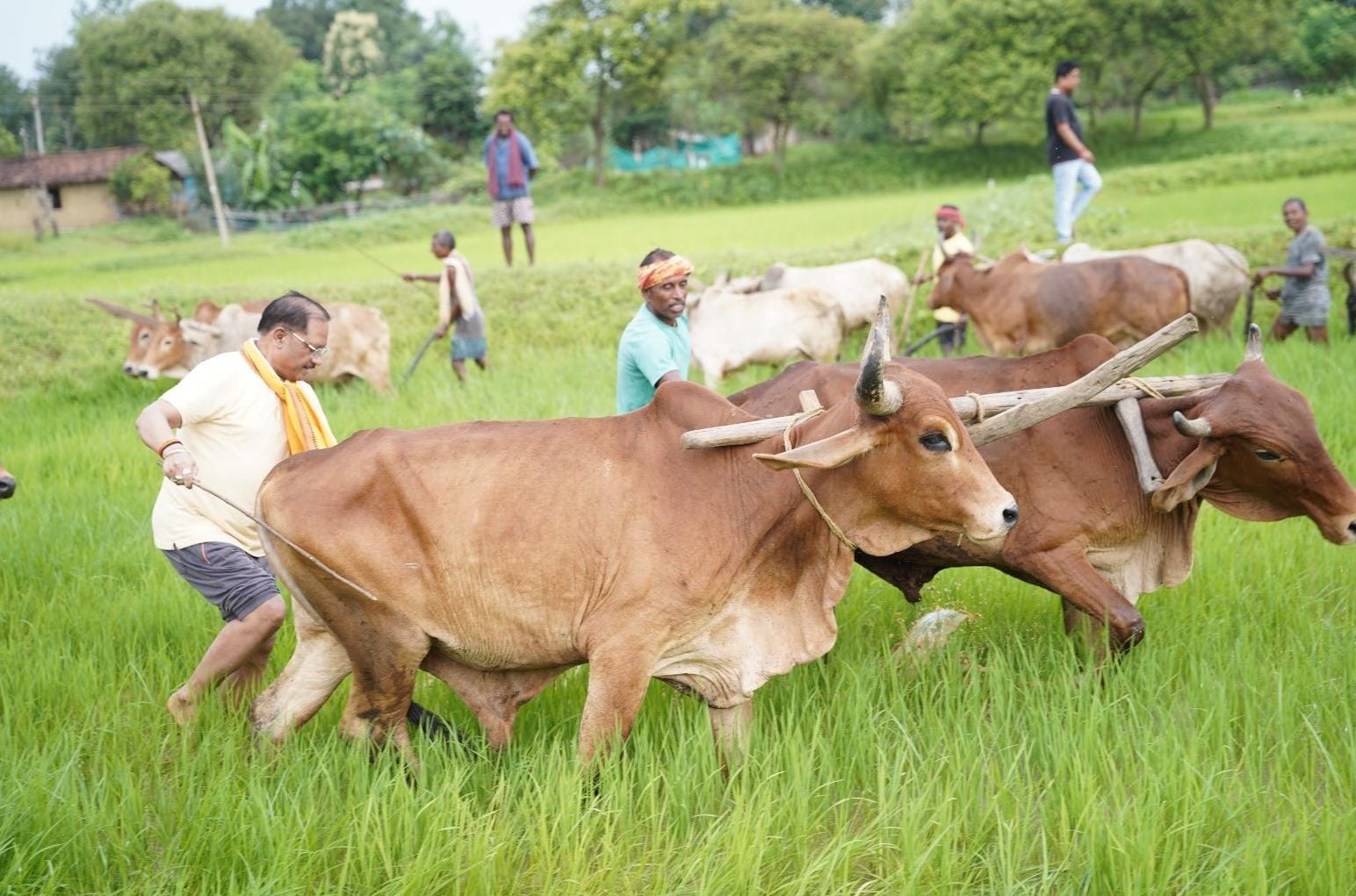 Chief Minister Vishnudev Sai ploughed the field with oxen, farmer style was again seen in the garden, Raipur, Jashpur, Chhattisgarh, Khabargali