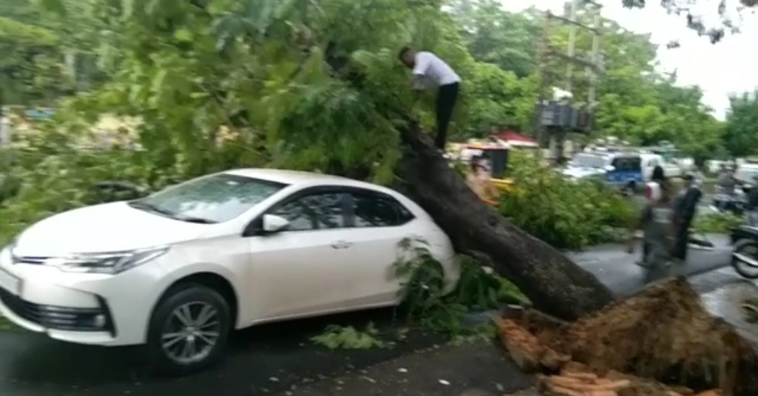 Rajdhani, Raipur, Shankar Nagar main road, Bharat Mata Chowk, thunderstorm, giant tree fell on top of the car, Khabargali