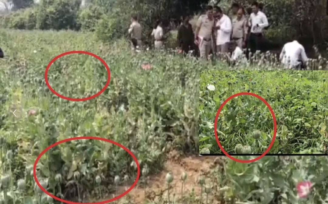 'Surgical Strike' via Drones: Administration Takes Major Action Against Opium Cultivation in Raigarh; Multiple Sites Destroyed Within 72 Hours. The 'Illicit Trade' of Opium Under the Guise of Vegetable Farming: Following Durg, Balrampur, and Tamnar, Opium Cultivation Racket Busted in Navin Ghatgaon and Mudagaon Lailunga Chhattisgarh, Khabargali.