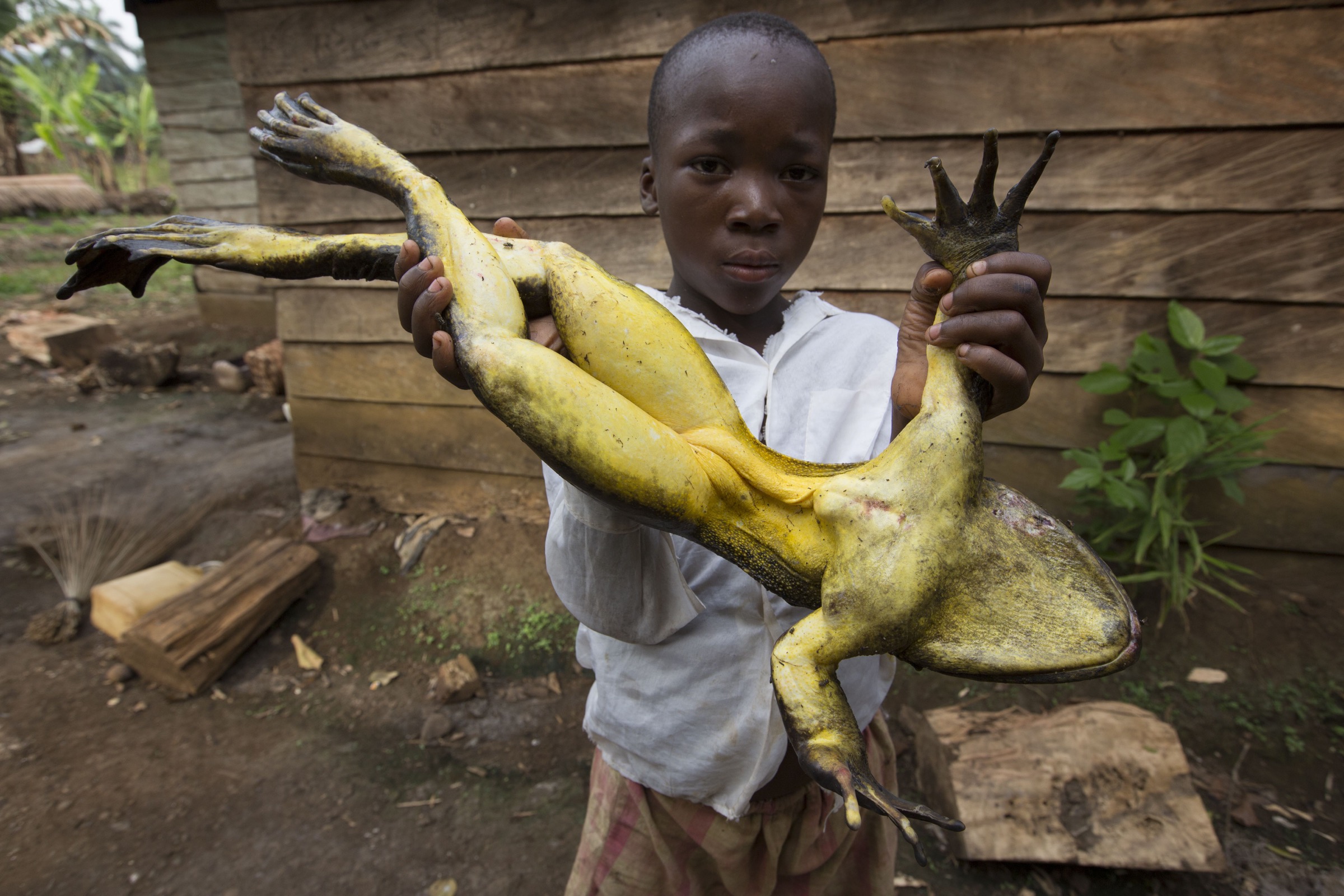 Goliath Frog, African Country Frog, Cameroon, Equatorial Guinea, Frogs found in Africa are as big as cats, khabargali