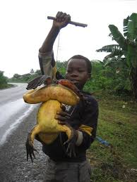 Goliath Frog, African Country Frog, Cameroon, Equatorial Guinea, Frogs found in Africa are as big as cats, khabargali