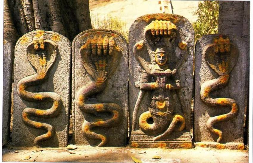 Nag Panchami, Rare coincidence, Rahu Ketu, Lord Shankar's milk anointing, Astrologer Dr Indubhavanand Maharaj, Kalsarpa Yoga, Pitru Dosha, Rudrabhishek, Uttara Yoga, Hasta Nakshatra, Nagdevata, Anant, Vasuki, Padma, Mahapadma, Takshak, Kulir, Karkat  , conch, ashtanag, khabargali