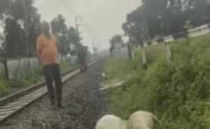 कोरिया में ट्रेन से कटकर 15 गौवंशों की मौत, मौके पर पहुंचे पुलिस-प्रशासन के अधिकारी खबरगली 15 cattle killed after being hit by a train in Korea; police and administration officials arrived at the scene. koriya news hindi news latest news khabargali 