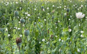 Opium cultivation caught in BJP leader's field, suspended from party bhilai News hindi news khabargali 