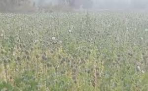  Illegal opium cultivation exposed in Balrampur, crop spread over two acres hindi news latest news khabargali 