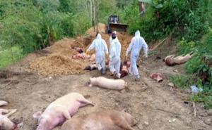  African swine fever confirmed in Chhattisgarh, over 300 pigs dead hindi news latest news khabargali 