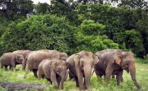 Elephants wreak havoc in Jharkhand, trampling three people to death hindi news latest news khabargali 