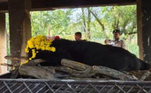 Female Himalayan bear dies at Jungle Safari had been brought to Raipur from Guwahati raipur news khabrgali 