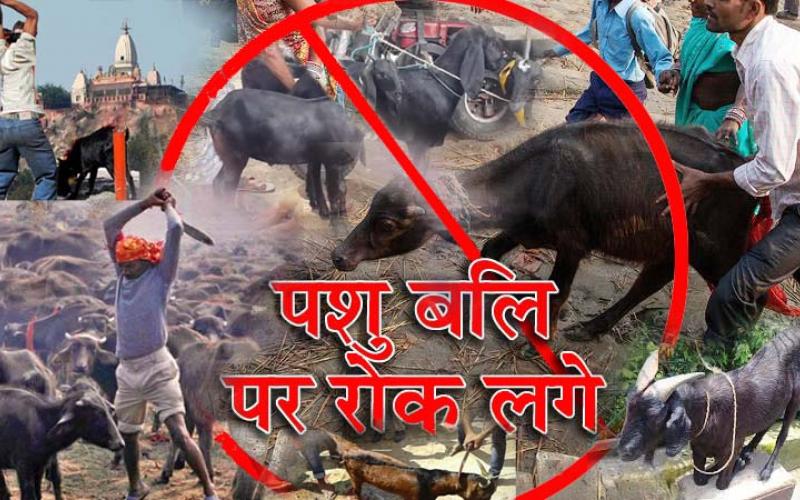 Animal sacrifices,  पशु बलि 