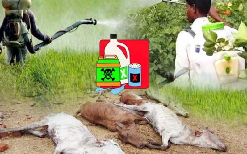 cow death