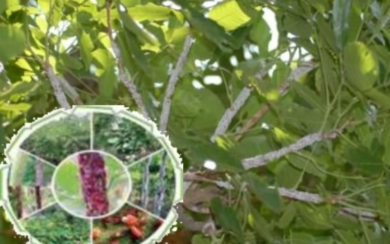 लघु वनोपज की खरीदी, छत्तीसगढ़ वन विभाग, ख़बरगली