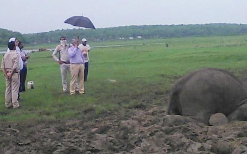 Elephant death, chhattisgarh, khabargali