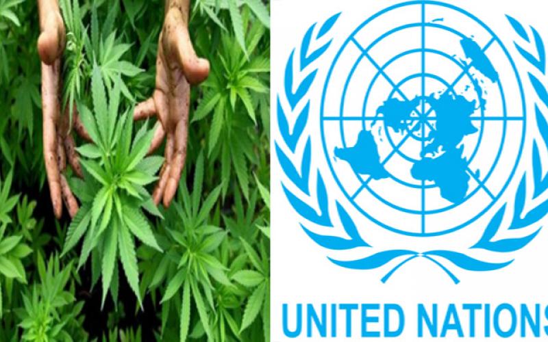 Cannabis, Shivanagari, drugs, research, UNO, World Health Organization, narcotics, cancer, khabargali