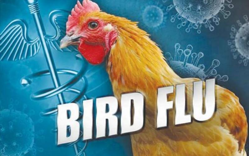 Global Pandemic Corona, Bird Flu, Chhattisgarh, Balod, Daundi, Chickens Death, Crows, Poultry Farm, Investigation Sample, Raipur, Khabargali