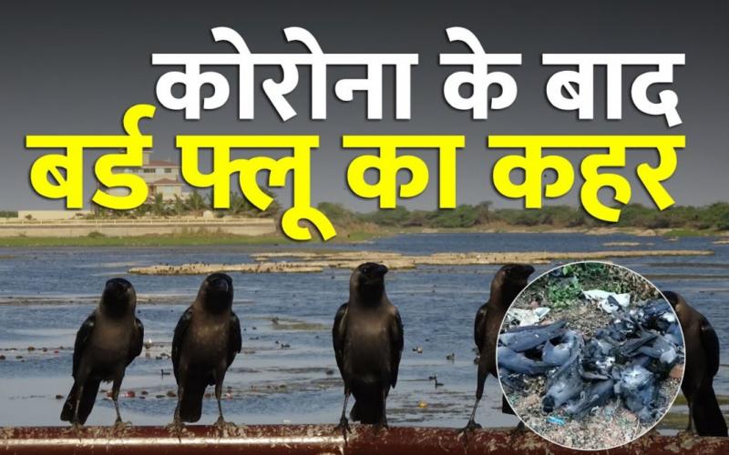 Global epidemic corona virus, avian influenza, bird flu, Minister of State for Animal Husbandry Sanjeev Balyan, Ministry of Forest and Environment, Chickens, Haryana, Himachal Pradesh, Madhya Pradesh, Kerala, Chhattisgarh, Duck, Animal Husbandry Minister Giriraj Singh, Egg, Meat, Chicken,  News