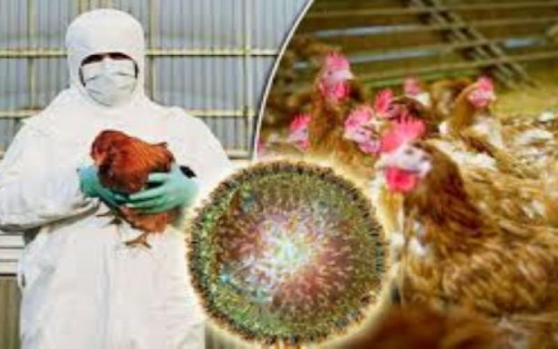 Rapid Response, Bird Flu, Raipur, Directorate of Veterinary Services Chhattisgarh, Collector Dr. S.  Bharatidasan, Veterinary Surgeon Dr. JP Dhritalhara, Dr. Shailendra Khare, Dr. Narottam Chandrakar, Dr. Ramswaroop Verma, Dr. Vishnu Prasad Yadav, Dr.  Sanjay Jain, Dr. Padam Jain, Dr. Kiran Chaudhary, Dr. Sanjay Pandey, Dr. Ravindra Kumar Dahria and Dr. Mo.  Shahid Qureshi, Khabargali