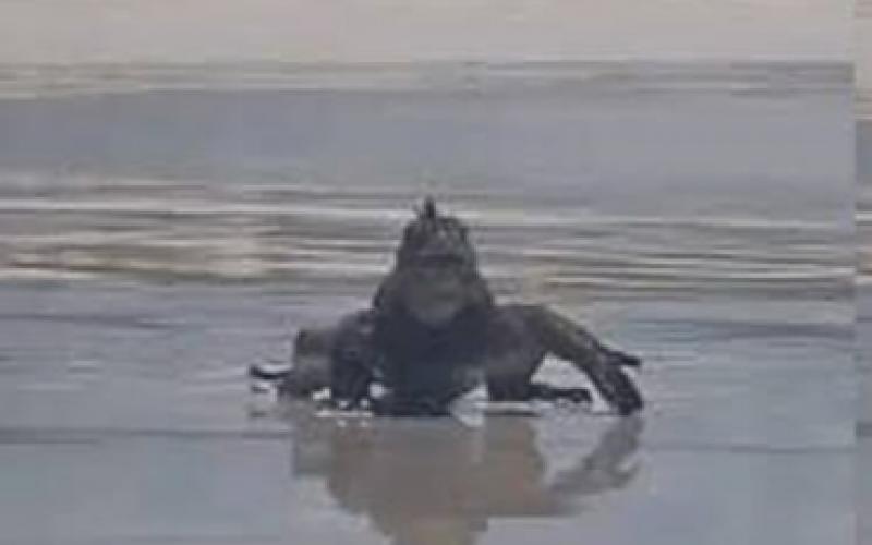 Funny Animals, Social Media, Mini Godzilla, Sea, Amazing, Lizard, Khabargali