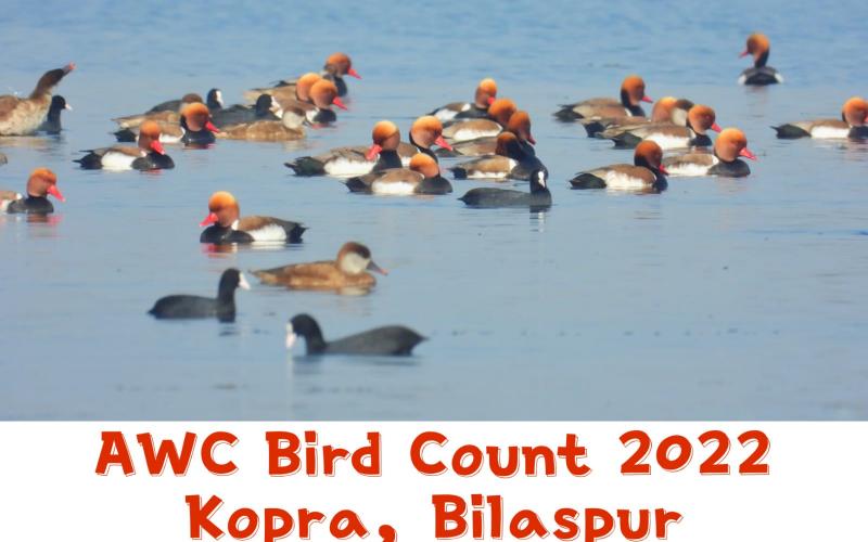 Kopra Reservoir, Asian Water Bird Census, Minister of Forest and Climate Change, Mohammad Akbar, Principal Chief Conservator of Forests Rakesh Chaturvedi, Member Secretary Arun Pandey, Red Crested Pochard, Kingfisher, Little Grebe, Ferruginias Badakh, Khabargali