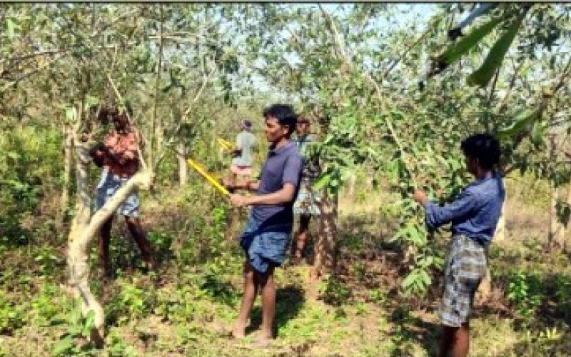 Success story, Kosa deworming, Gate of prosperity, Silk department, Kosa deworming scheme, Raigarh, Barmkela development block, Village Torna, Kosa production self-help group Torna Kosa deworming, Village Industries Minister Guru Rudrakumar, Dr. Rajesh Baghel, Chhattisgarh, Khabargali