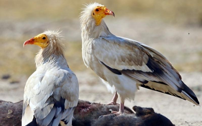 Egyptian Vulture, an endangered species, Chhattisgarh, Dhamdha of Durg district, Vulture Restaurant, Khabargali