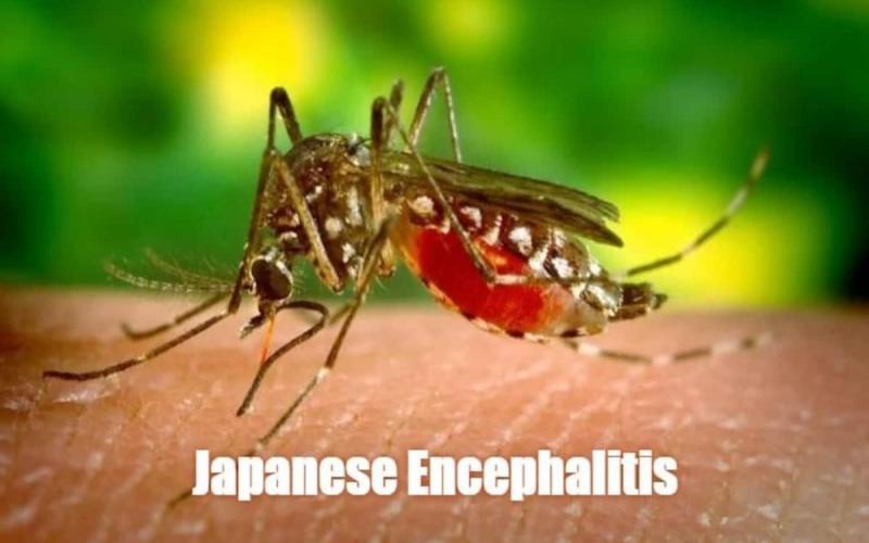 Rain, Japanese Encephalitis, Beware, Culex Mosquito, Dengue, Malaria, Chikungunya, Khabargali