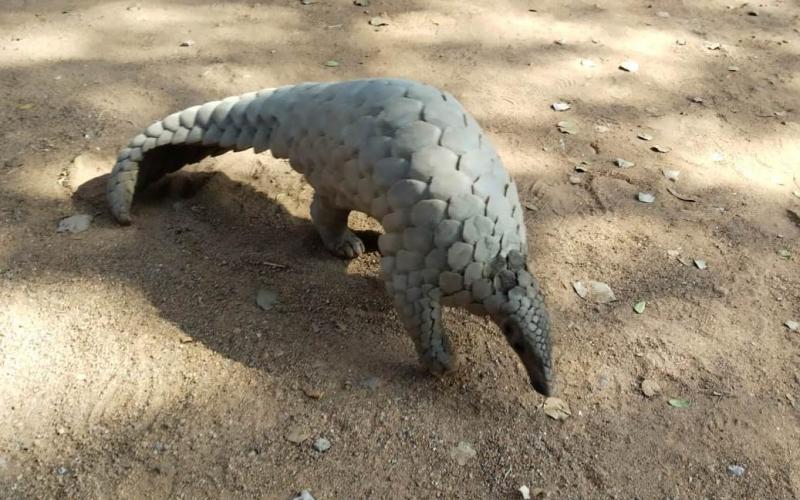 Pangulin, Salakhpri, Smuggling, Forest and Climate Minister Mohammad Akbar, Chief Forest Conservator Kanker Raju Agsimani, Krishna Jadhav, Chhattisgarh, Khabargali