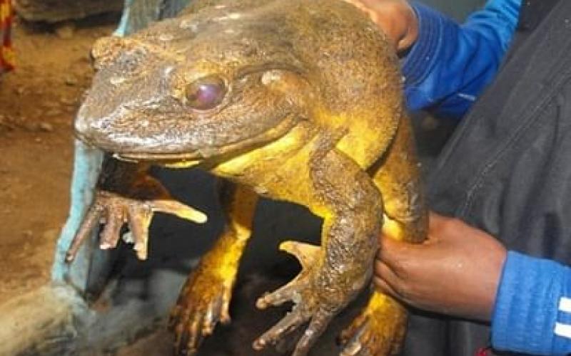 Goliath Frog, African Country Frog, Cameroon, Equatorial Guinea, Frogs found in Africa are as big as cats, khabargali