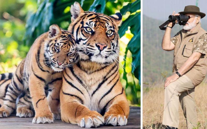 Bandipur Tiger Reserve, PM Modi's safari look, Prime Minister Narendra Modi, Project Tiger, India, Khabargali
