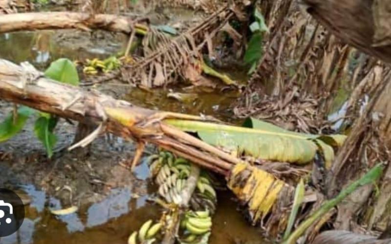 Due to rain and hailstorm, there was huge loss to crops along with fruits and vegetables, Meteorological Department alerted about rain in Chhattisgarh, Khabargali