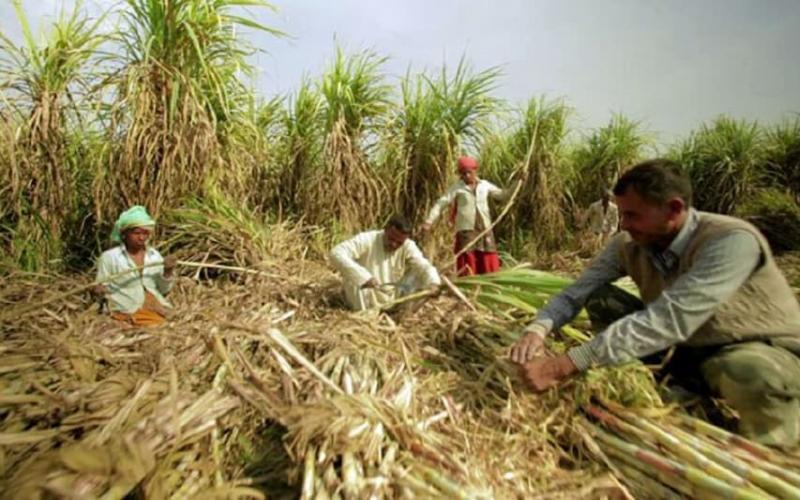 There was huge damage to crops along with fruits and vegetables due to rain and hailstorm, Meteorological Department alerted about rain in Chhattisgarh, affected farmers will get compensation under RBC 6-4, CM Sai, team of agriculture and revenue department officials.  Will do survey,  Financial grant assistance will be provided for loss of life, house damage, animal loss and crop loss due to natural disaster, Chhattisgarh, Khabargali.