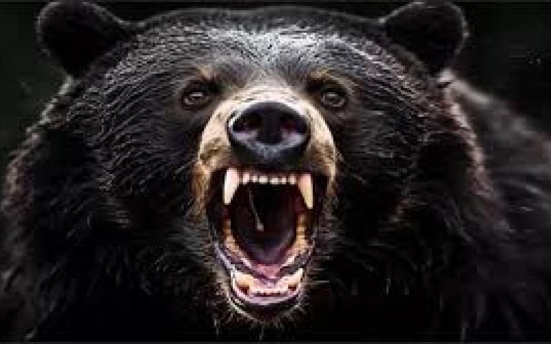 Bear terror in Chhattisgarh, 13 year old innocent girl torn to death... Cg news big news latest news cg hindi news khabargali 