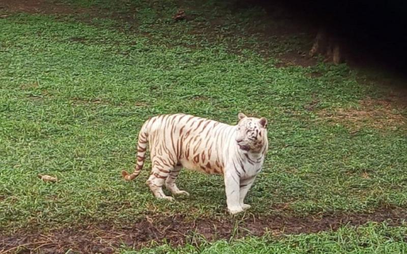 Singham is giving revenue of Rs 20 lakh to Bhilai, 5 thousand tourists are arriving every day... cgnews latest news hindinews khabargali 