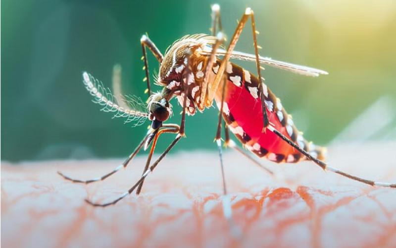  ठंड के साथ डेंगू का कहर जारी,  20 मरीज की हुई पुष्टि, 3 की मौत खबरगली  Dengue havoc continues with cold, 20 patients confirmed, 3 dead cg news hindi news cg big news latest news cg hindi news khabargali 